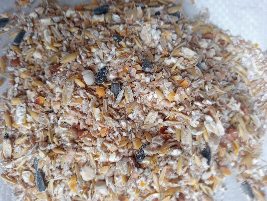 Mieszanka zboża gniecione wysyłka dla drobiu,kury kaczki,gęsi,kró