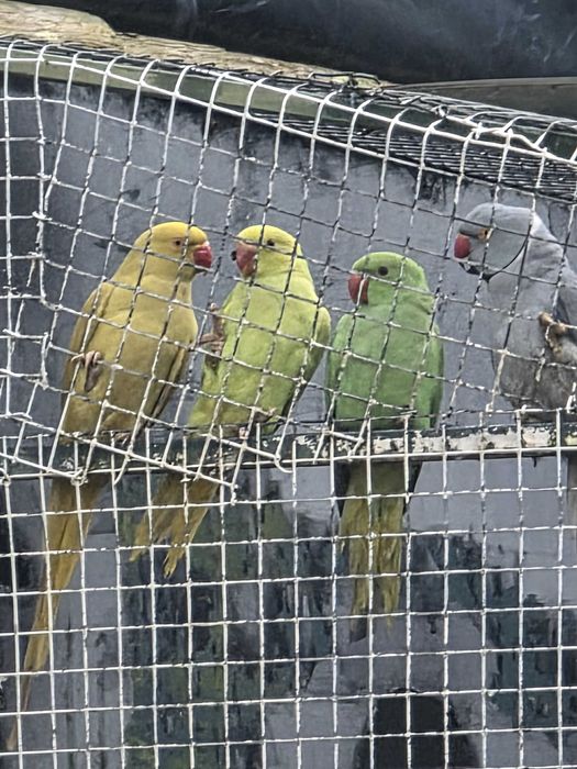 Aves RingNecks de varias cores