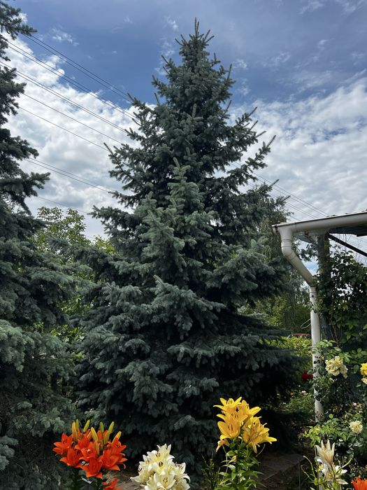 Ялинка блакитна жива 10 м