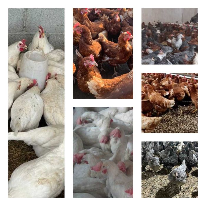 Продам кури несушки! Доставка безкоштовна. Путивль!