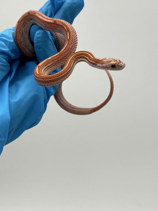 Wąż zbożowy węże zbożowe samica samiec transport