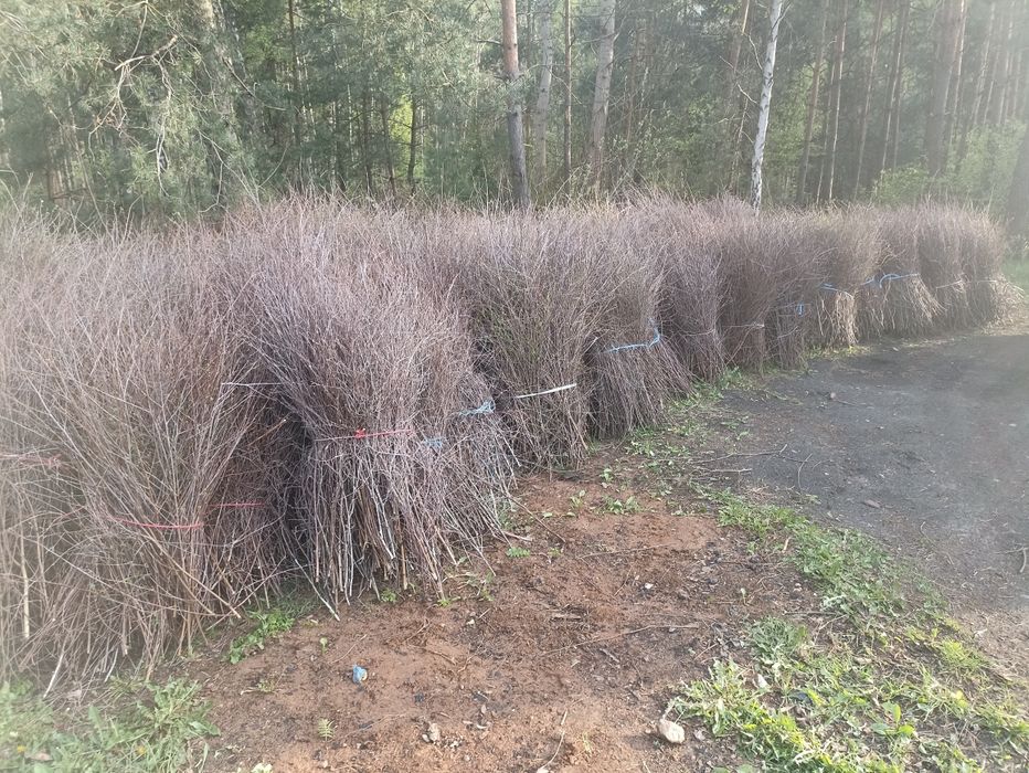 Gałązki brzozowe, Chrust brzozowy , Suchy, świeży ilości hurtowe