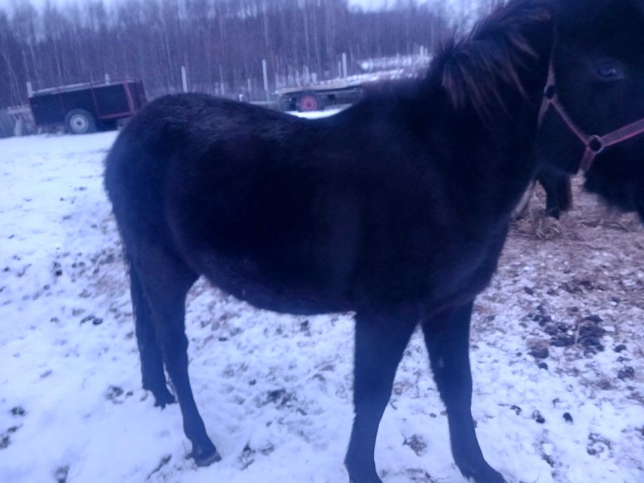 Sprzedam klacz huculską