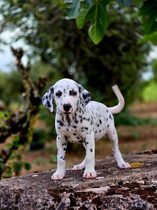 Dalmata Fêmea Pronta para nova familia