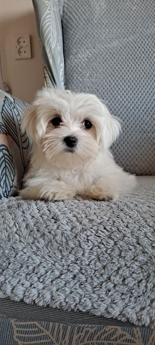 Maltańczyk-mini-piesek