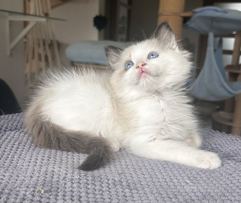 Ragdoll kociak, kocurek, kotek