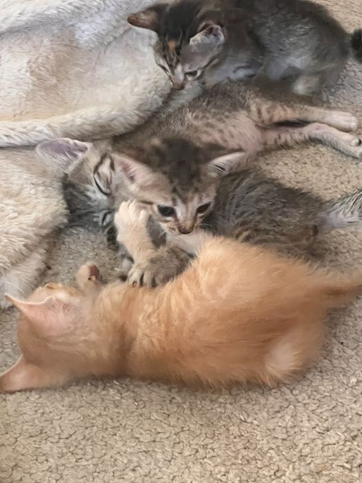 Gatinhas para adopcao
