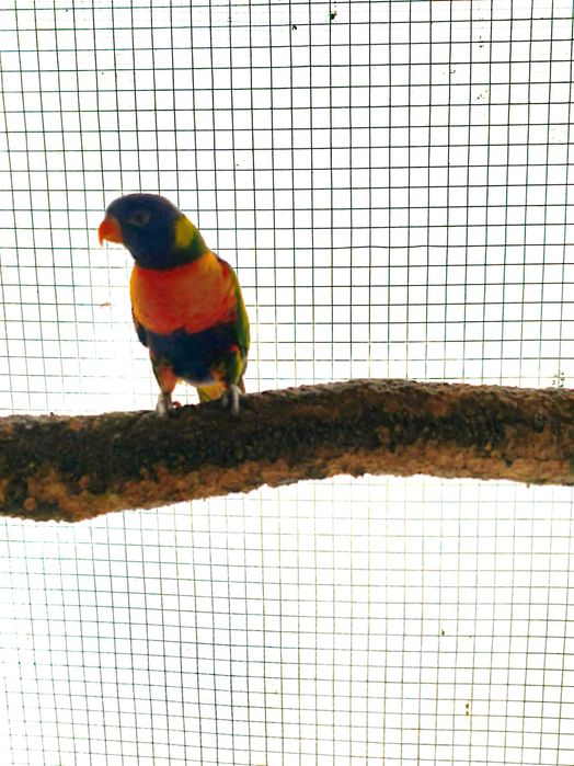 Fêmea loris molucanus