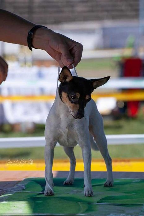 Цуценята американського той фокс тер'єра КСУ-FCI