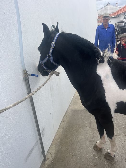 Ponei welsh  montado engatado