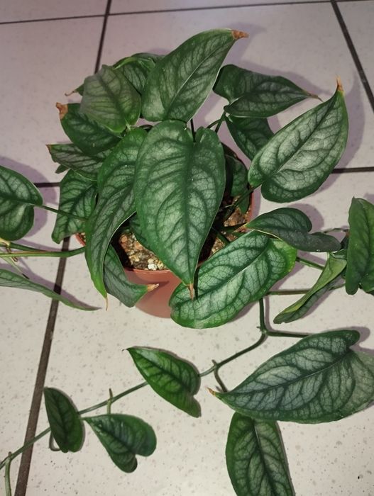 Monstera siltepecana w doniczce.