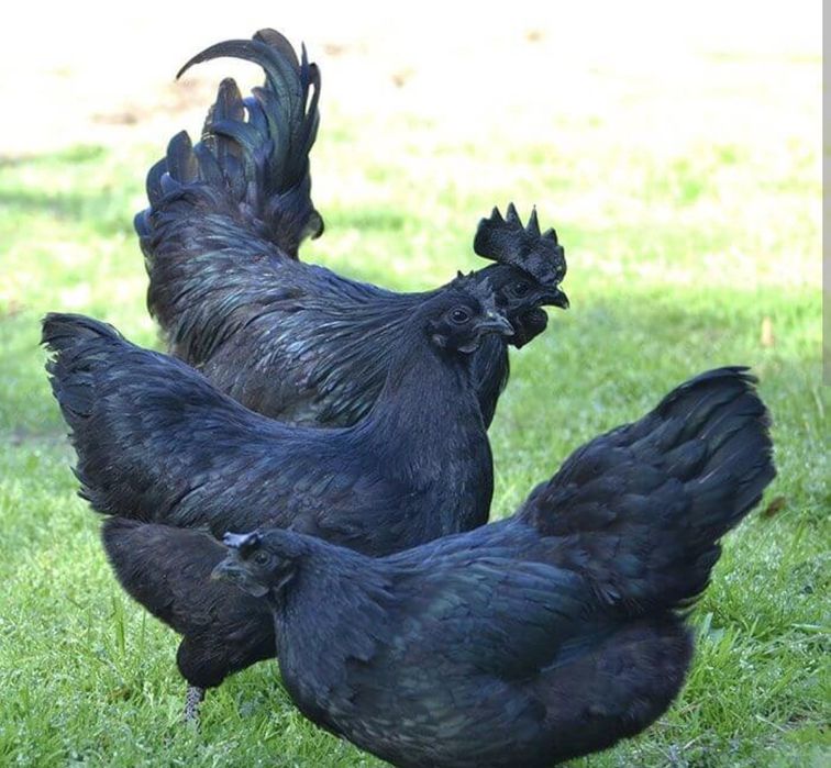 Ovos ayam cemani