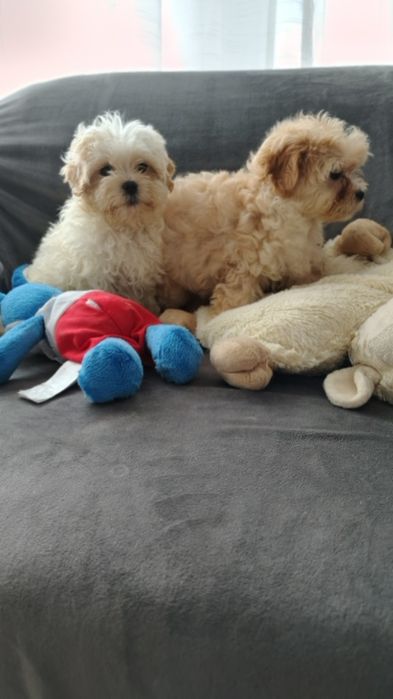 Maltipoo śliczna suczka Warszawa pudel maltańczyk