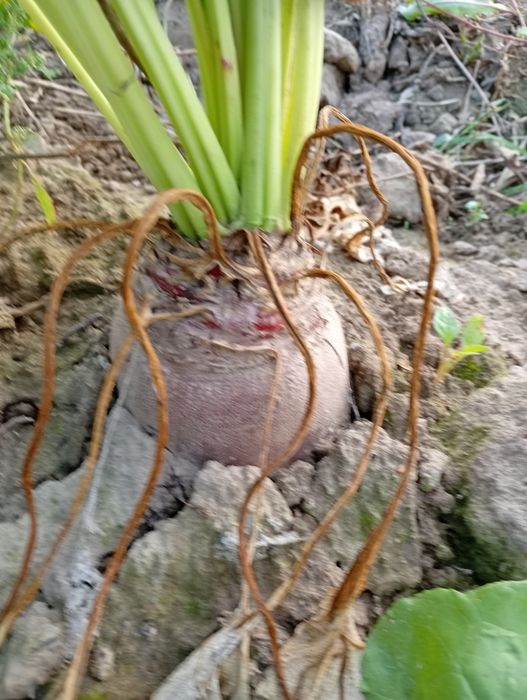 Sprzedam buraki pastewne czerwone