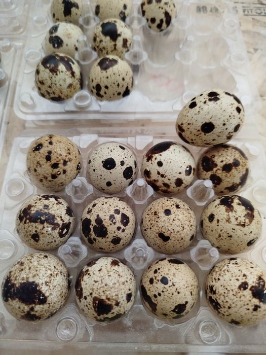 Ovos  de codorniz galados para incubação