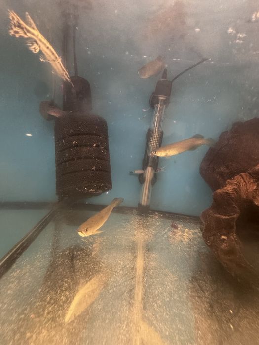 Arowana Jardini Green