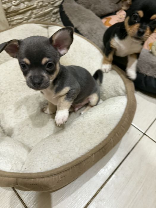 Chihuahua Szczeniaki Błękitne Chłopiec