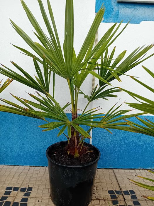 Palmeira moinho de vento Trachycarpus Fortunei