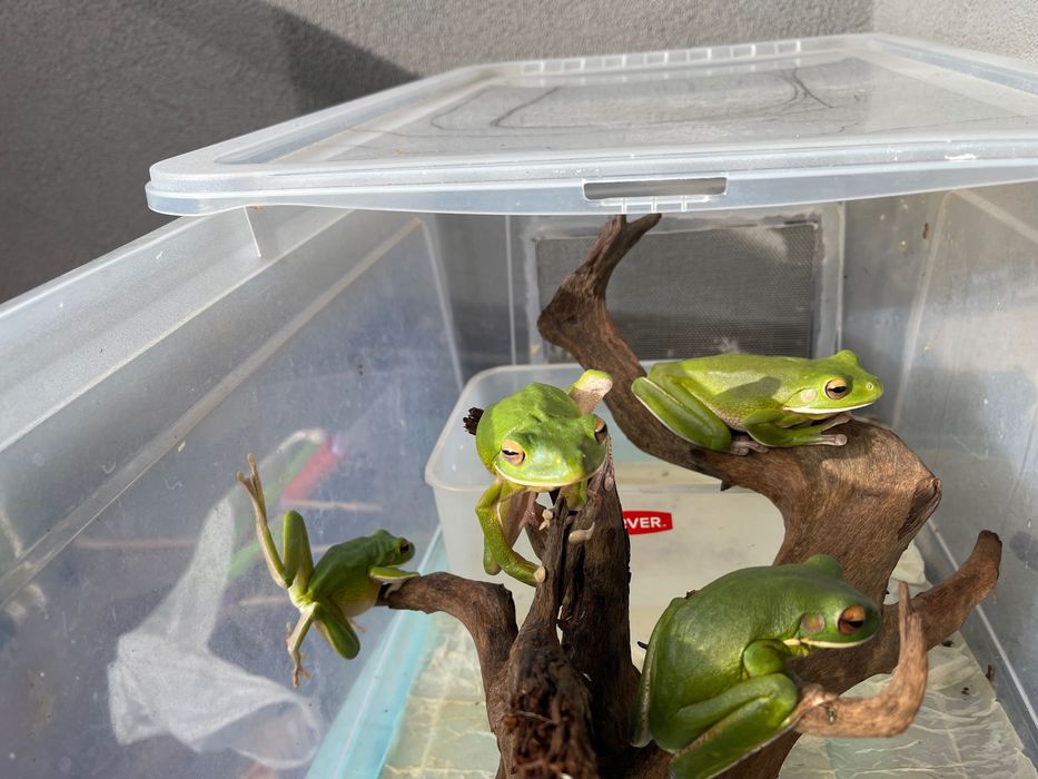 Nyctimystes(Litoria) infrafrenatus