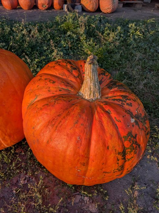 Dynia olbrzymia halloween