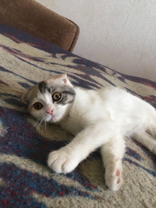 Скоттиш фолд-страйт