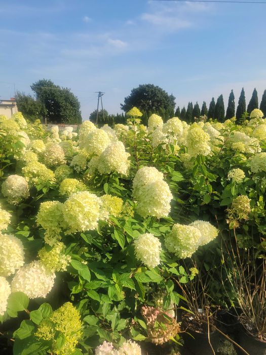 hortensje bukietowe,ostrokrzew szkółka Łabiszyn