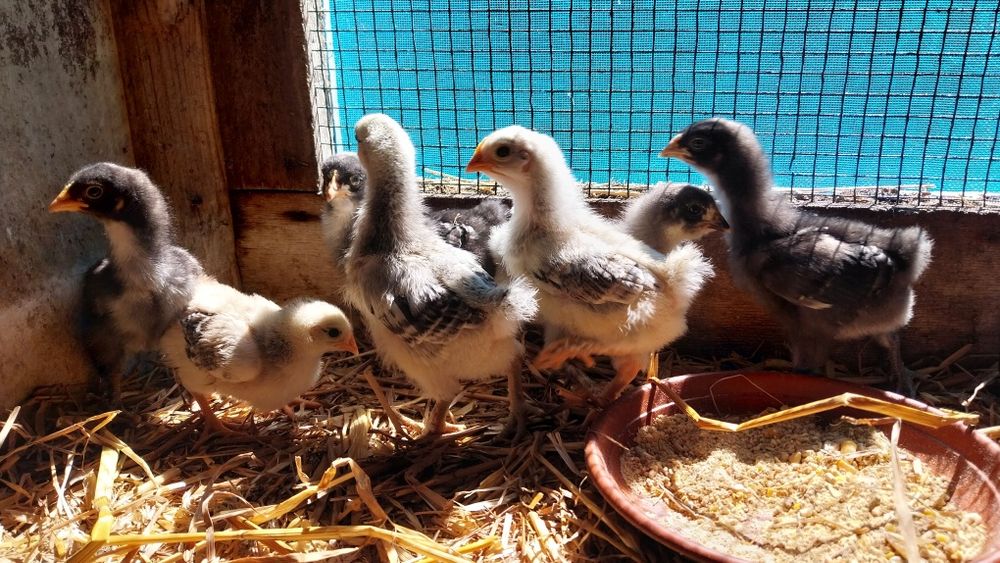 Vende-se pintainhos da Ti'Maria