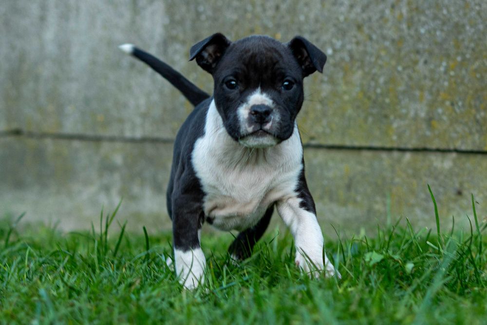 American Staffordshire terrier Zkwp FCI Amstaff