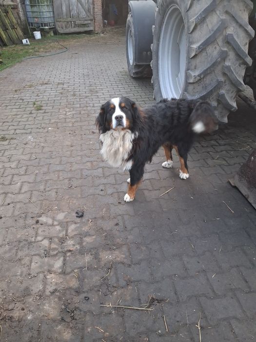 Bernenski pies pastetski