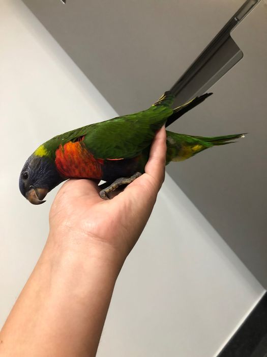 Vendo Loris Molucanos para criar à mão