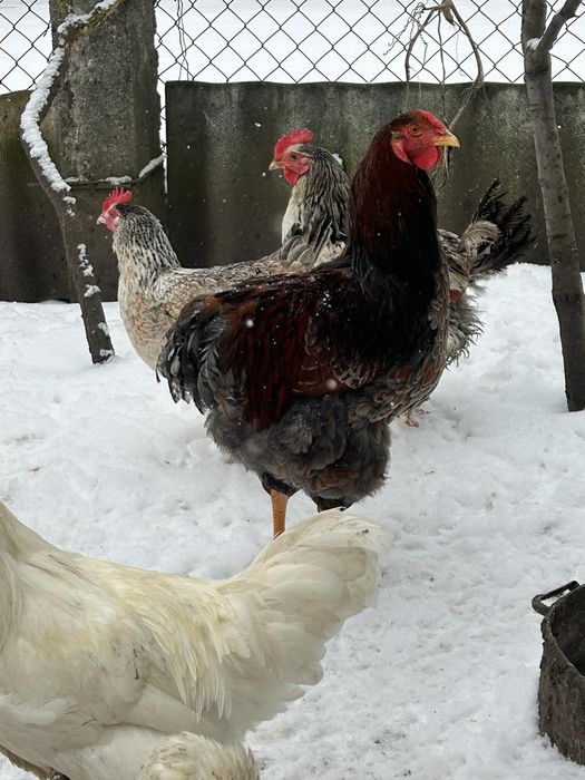 Віандот блактно-окамлений