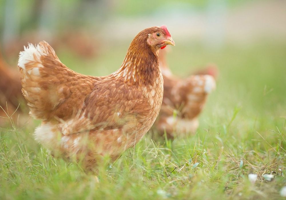 Несучки Ломан браун,вік 4 міс