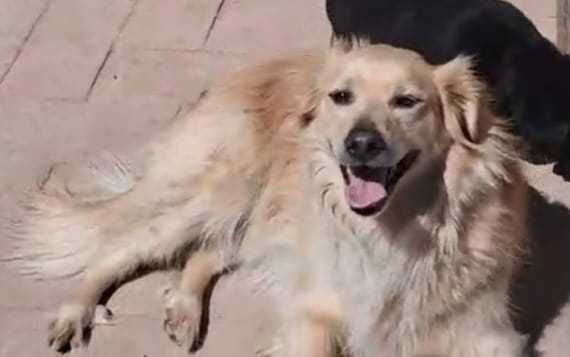 Macho cão querido e lindo para adopção