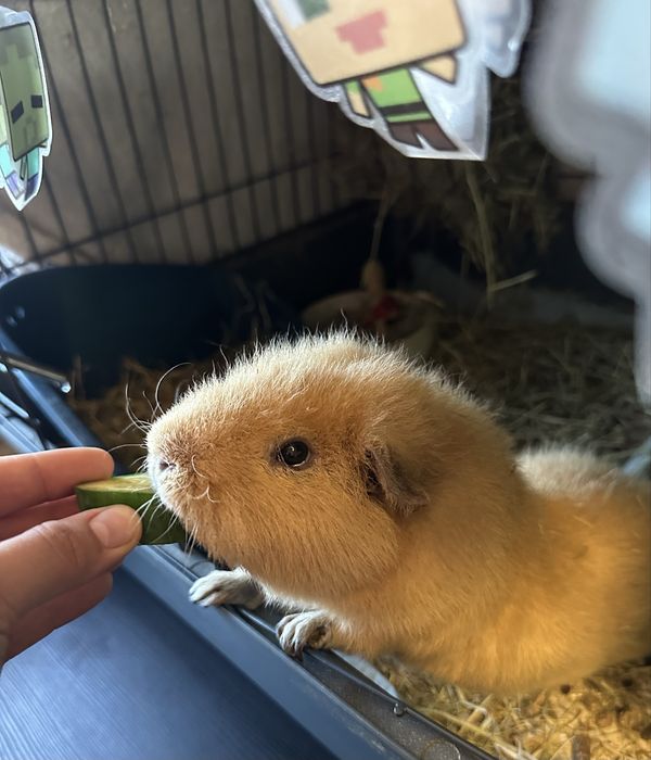Świnka morska teddy oddam za darmo