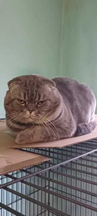 шикарний шотландський котик кремовий таббі