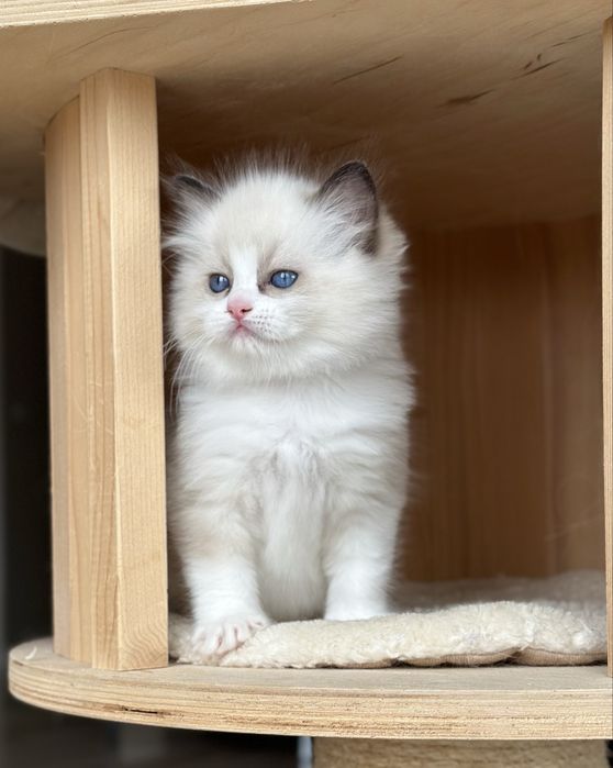 Kocurek ragdoll hodowlano wystawowy FPL