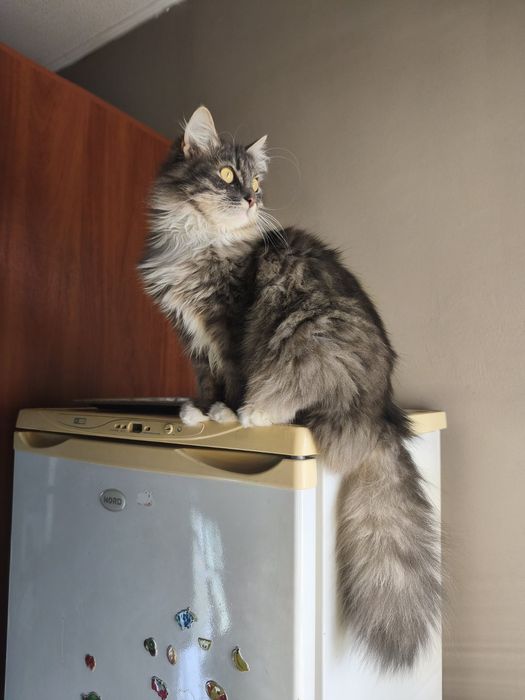 Кошка Сильва в хорошие руки