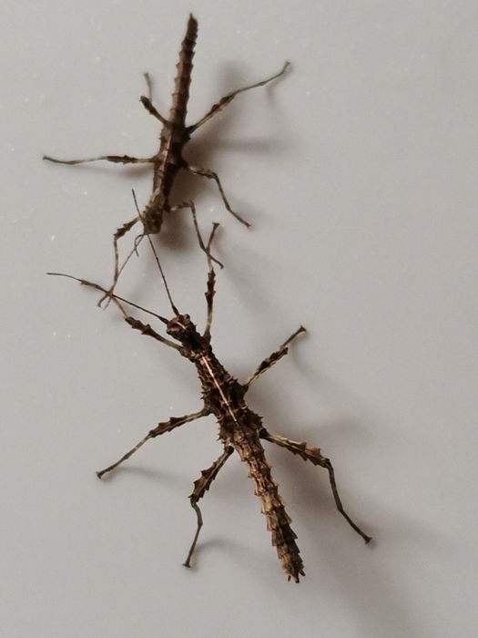 Палочник Trachyaretaon