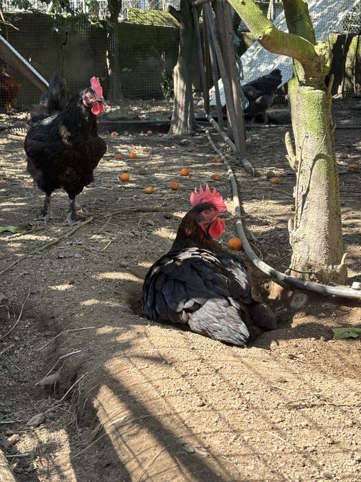 Ovos castanhos de raça maran
