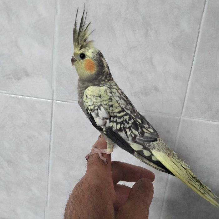 Caturras e agaporni domésticados