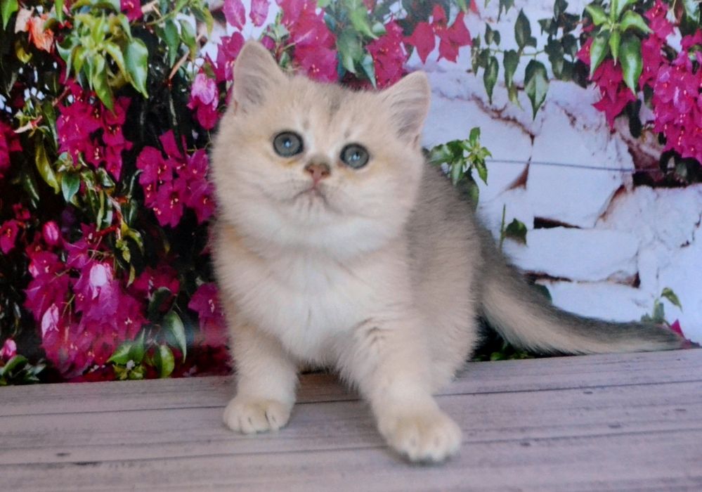 Шикарний хлопчик та дівчинка голубе золото шиншила