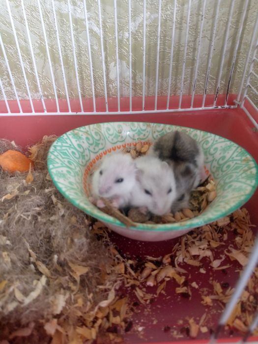 Джунгарские хомячки