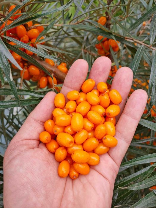 Обліпиховий чай.Свіжа обліпиха .Малина.Варення з шишок.