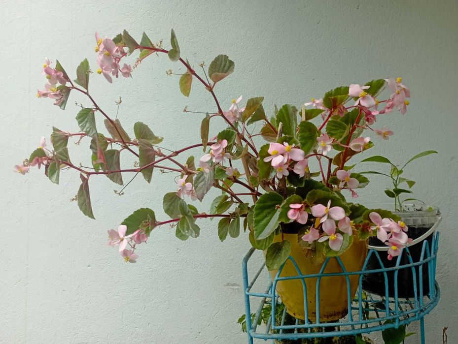 аспарагус  Апельсин кімнатний Кактус