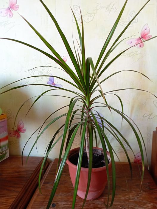 Продам комнатные цветы