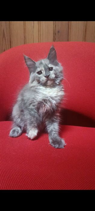 Maine coon fêmea