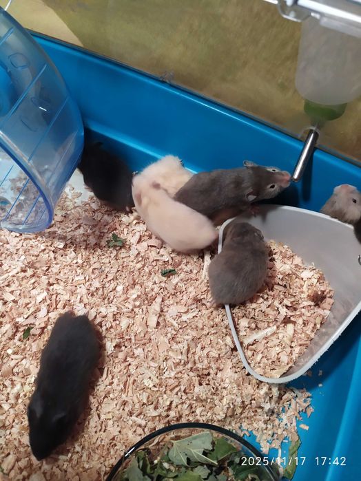 Хомяки ,  Хомяки Джунгарские