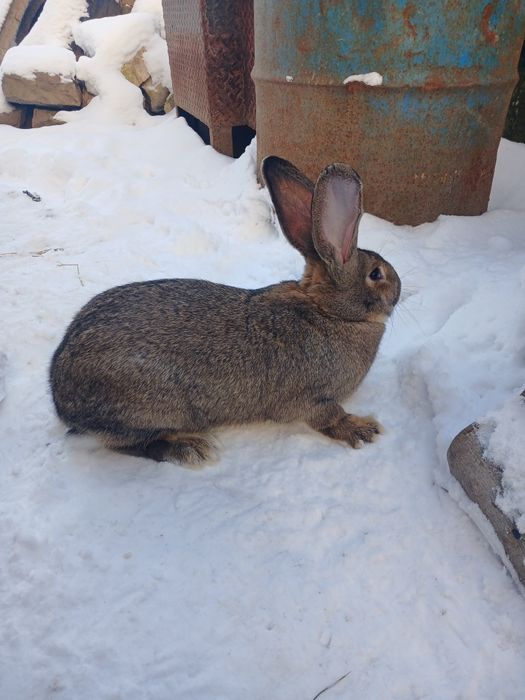 Кролиця її 5 -6 місяців порода фладири