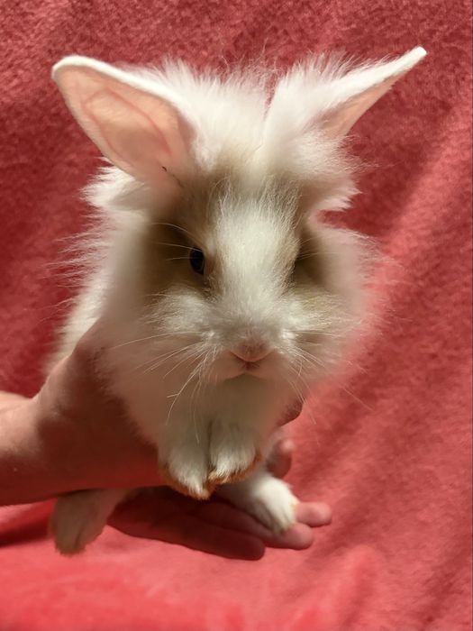 БЕЗКОШТОВНО віддам в хороші руки