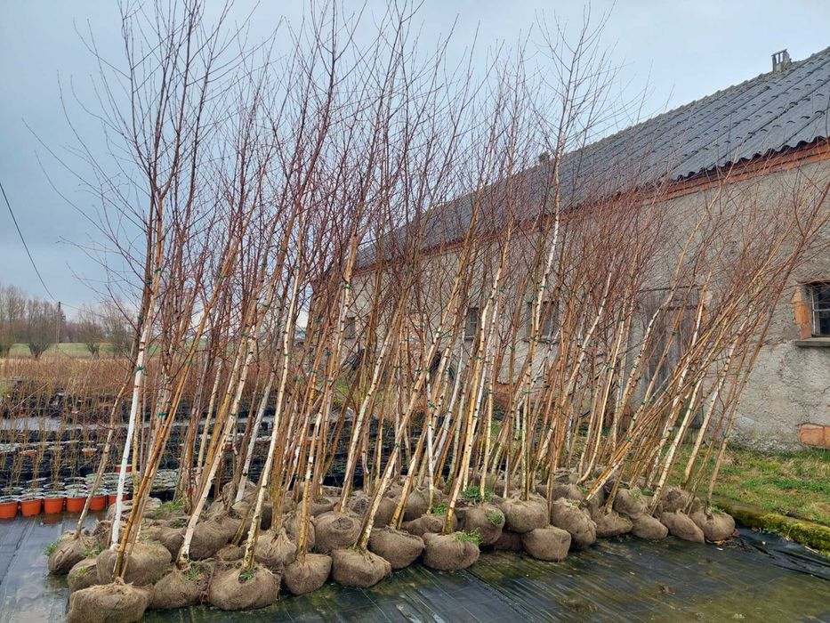 Brzoza brodawkowata/betula pendula